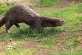 Spotted-necked otter Royalty Free Stock Photo