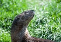Spotted necked Otter Royalty Free Stock Photo