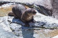 Spotted-necked otter (hydrictis maculicollis)