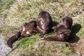 Spotted-necked otter (hydrictis maculicollis)