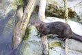 Spotted-necked Otter (Lutra maculicollis)