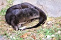 Spotted-necked Otter, Phoenix Zoo, Phoenix, Arizona United States