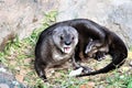 Spotted-necked Otter, Phoenix Zoo, Phoenix, Arizona United States