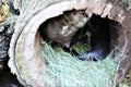 Spotted-necked Otter, Phoenix Zoo, Phoenix, Arizona United States