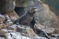 Spotted Neck Otter