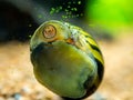 Spotted nerite snail Neritina natalensis eating algae from the fish tank glass