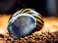 Spotted nerite snail Neritina natalensis eating algae from the fish tank glass