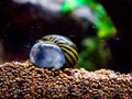 Spotted nerite snail Neritina natalensis eating algae from the fish tank glass