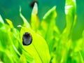 Spotted nerite snail Neritina natalensis eating algae from the fish tank glass