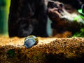 Spotted nerite snail Neritina natalensis eating algae from the fish tank glass