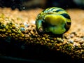 Spotted nerite snail Neritina natalensis eating algae from the fish tank glass