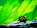 Spotted nerite snail Neritina natalensis eating on a rock in a fish tank