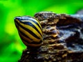 Spotted nerite snail Neritina natalensis eating on a rock in a fish tank Royalty Free Stock Photo
