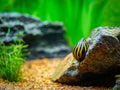 Spotted nerite snail Neritina natalensis eating on a rock in a fish tank