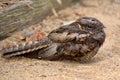 Spotted nightjar Eurostopodus argus Royalty Free Stock Photo