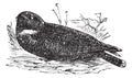 Spotted Nightjar or Eurostopodus argus, vintage engraving Royalty Free Stock Photo