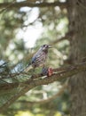 Spotted Nutcracker Eating Pinus Cembra Cone Royalty Free Stock Photo