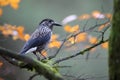 Spotted Nutcracker, Eurasian nutcracker Black Forest Germany Royalty Free Stock Photo