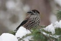 Spotted nutcracker (Nucifraga caryocatactes)