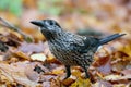 Spotted nutcracker (Nucifraga caryocatactes macrorhynchus) Royalty Free Stock Photo