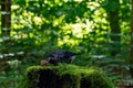 Spotted nutcracker pecking a nut on grass stump in the forest Royalty Free Stock Photo