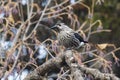 Spotted nutcracker sitting on a branch in a Kamchatka forest in Royalty Free Stock Photo