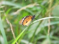 A spotted orange and black butterfly with wonderful wing designs sits on green branches and spreads its wings and is sunbathing.