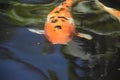 Spotted Orange and Black Koi Fish In Water Royalty Free Stock Photo
