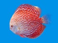 Spotted orange discus. Royalty Free Stock Photo
