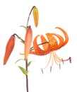 Spotted orange lily flower isolated on white Royalty Free Stock Photo