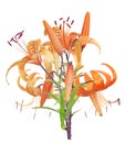 Spotted orange lily flowers bunch Royalty Free Stock Photo