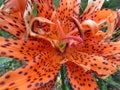 Spotted Orange Summer Lily Flower Royalty Free Stock Photo