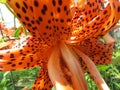 Spotted Orange Tiger Lily Flower in Summer in July Royalty Free Stock Photo