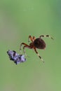 Brown Spotted Orb Weaver Spider approaching Spotted Lantern Fly Trapped in its web