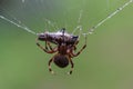 Spotted Orb Weaver Spider devouring a Spotted Lantern Fly Trapped in its Web