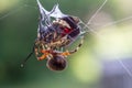 Spotted Orb Weaver Spider with Spotted Lantern Fly Trapped in its Web