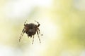 Spotted orbweaver spider macrophotography