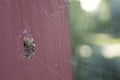 Spotted orbweaver spider side view