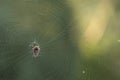 Spotted orbweaver and web macrophotography