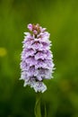 Spotted Orchid