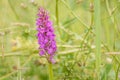 Spotted orchid inflorescence, North Holland, the Netherlands