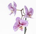 Spotted Orchid isolated on a white Background