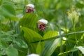 Spotted orchids Lady slipper Cypripedium guttatum in a forest clearing