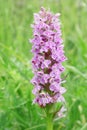 Spotted orchis Royalty Free Stock Photo