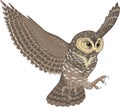 Spotted Owl Flying Illustration Royalty Free Stock Photo
