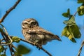 spotted owl looking at you