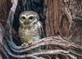 Spotted Owl in a nest Royalty Free Stock Photo