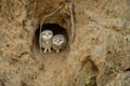 Spotted owl or owlet or Athene brama pair or family closeup perched on branch out of nest hole at forest of central india asia Royalty Free Stock Photo