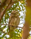 A Spotted Owl perching Royalty Free Stock Photo