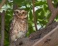A Spotted owl Royalty Free Stock Photo